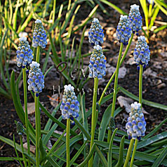 MUSCARI armeniacum hort. 'PEPPERMINT'